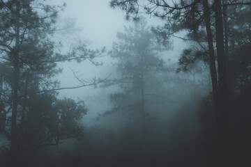 A shadowy forest scene, dense with trees and enveloped in darkness, evoking a sense of mystery and intrigue.  