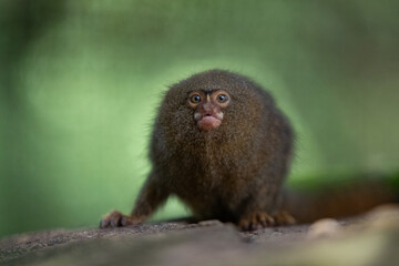 western pygmy marmoset (Cebuella pygmaea) in the colombian forest