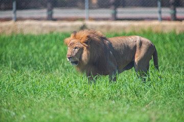 a lion (Panthera leo) walks across the savannah