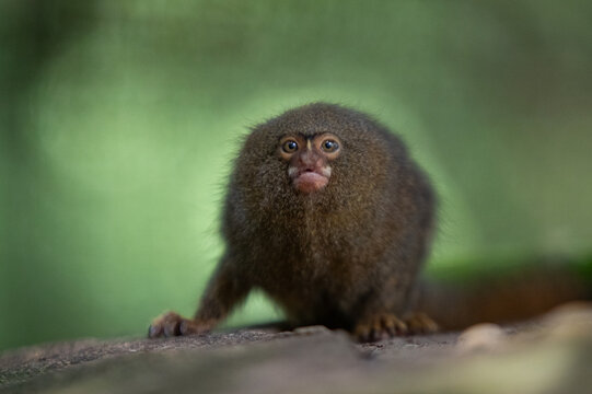 western pygmy marmoset (Cebuella pygmaea) in the colombian forest