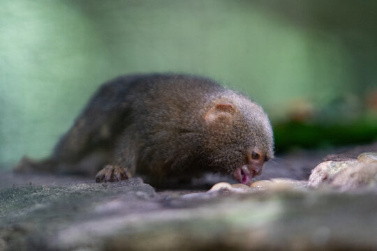 western pygmy marmoset (Cebuella pygmaea) in the colombian forest