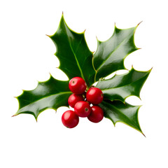 Fresh holly leaves with red berries on white background.  Winter natural decoration. Ai Generated Images