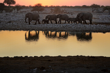 A herd of desert adapted elephants walk away from a dusty waterhole at sunset. Etosha National...