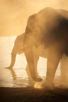 A herd of desert adapted elephants walk away from a dusty waterhole at sunset. Etosha National Park, Namibia.