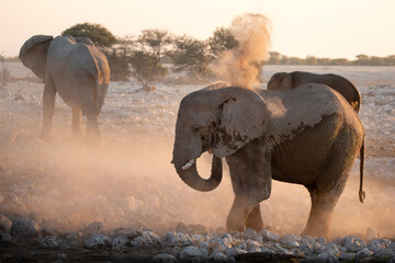 A bull desert elephant bathes in the last light in Etosha National Park, Namibia.