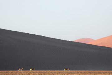 Springok walk across the dusty plains inside Sossusvlei, Namibia.