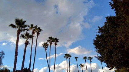 Palm Trees