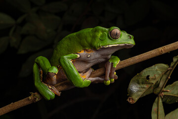 Monkey frog or KAMBÓ (Phyllomedusa bicolor), secretes a highly bioactive substance that has been used ancestrally by various Amazonian indigenous peoples for medicinal and ritual purposes, indigenous 