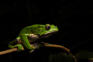 Monkey frog or KAMBÓ (Phyllomedusa bicolor), secretes a highly bioactive substance that has been used ancestrally by various Amazonian indigenous peoples for medicinal and ritual purposes, indigenous 