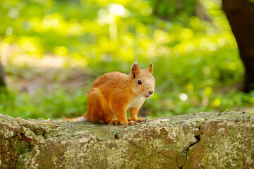 Curious Squirrel with Seeds on a Stone in a Park. Animal Theme.
