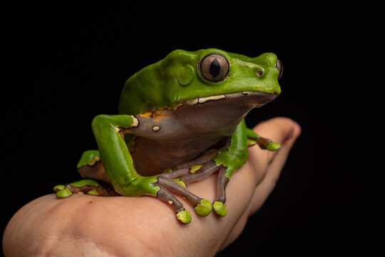 Monkey frog or KAMB&Oacute; (Phyllomedusa bicolor), secretes a highly bioactive substance that has been used ancestrally by various Amazonian indigenous peoples for medicinal and ritual purposes, indigenous 