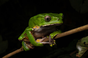 Monkey frog or KAMBÓ (Phyllomedusa bicolor), secretes a highly bioactive substance that has been...