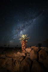 A Mountain Aloe stand lit under the band of Milky Way stars, Namibia.