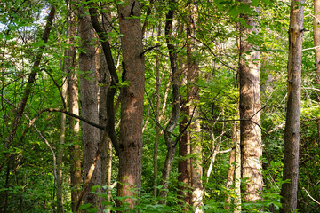 Close Up View of Lush Green Forest with Sun Rays Shining Through Tree Trunks and Leaves. Natural Outdoor Scene.