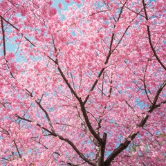 Fototapeta premium Pink Cherry Blossoms in Full Bloom Against a Blue Sky