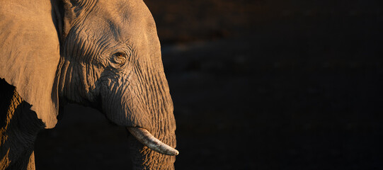 A portrait of a desert elephant bull in the last rays of light, Namibia.