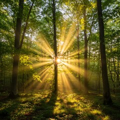 Obraz premium Sunbeams Streaming Through Lush Green Forest