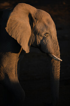 A portrait of a desert elephant bull in the last rays of light, Namibia.
