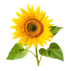 Fototapeta premium Yellow flower sunflower ( Helianthus annuus ) with green leaves on white background with space for text. Top view, flat lay. Ai Generated Images
