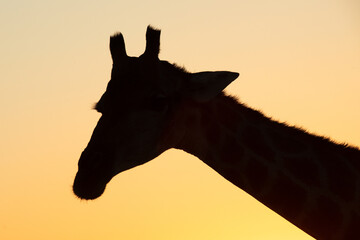A giraffe in front of the setting sun, Etosha National Park, Namibia.