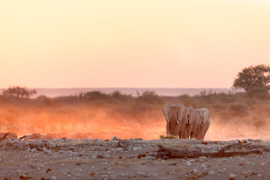 Three bull desert elephants marching in golden light.