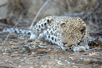 An African leopard resting among the thicket.