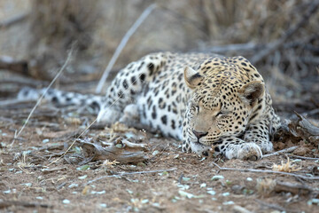 An African leopard resting among the thicket.