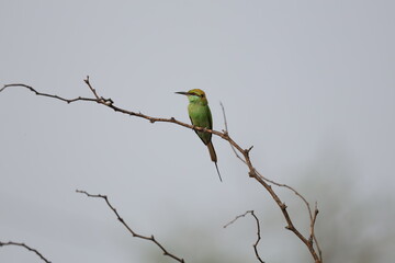 Green Bee Eater
