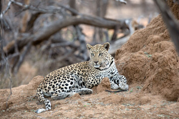 An African leopard resting among the thicket.