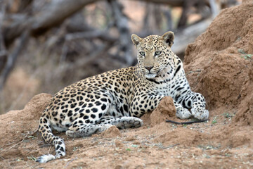 An African leopard resting among the thicket.