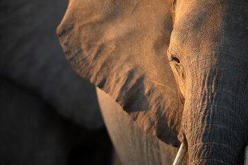 A portrait of a desert elephant in golden light.