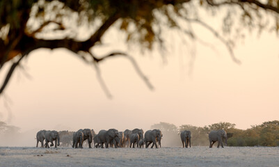 A desert elephant herd marches towards a waterhole in a barren and dusty in Etosha National Park,...