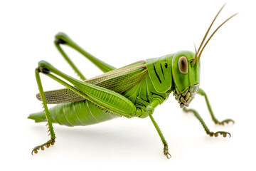 grasshopper isolated. Ai Generated Images