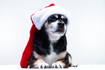 Dog on a white backdrop wearing a Christmas hat