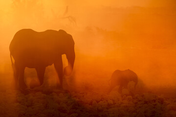 A mother and calf desert Elephant walk through a dusty sunset in Etosha National Park, Namibia.
