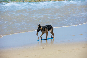German Shepherd Dog Playing on Cabarete Beach, Dominican Republic