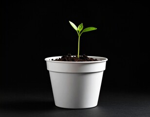 Roots of Hope: A Fresh Start

Sprout of Change: Growth in Simplicity

Green Beginnings: Life in a Pot