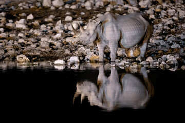 A black rhino drinks at a flood lit water hole in Etosha National Park, Namibia.