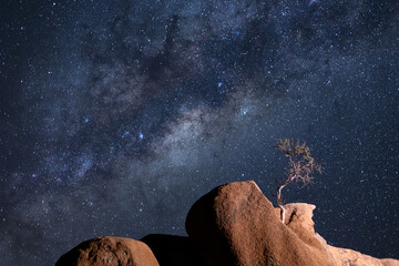 A small tree grows from a granite rock formation under the Milky Way, Spitzkoppe, Namibia.