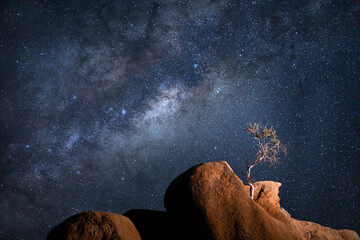A small tree grows from a granite rock formation under the Milky Way, Spitzkoppe, Namibia.