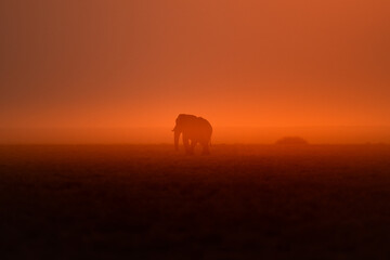 A lone bull desert elephant walks an open plain in front of a glowing setting sun, Etosha National Park.