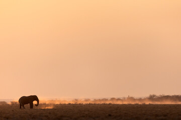 A lone bull desert elephant walks an open plain in front of a glowing setting sun, Etosha National Park.