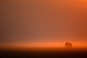 A lone bull desert elephant walks an open plain in front of a glowing setting sun, Etosha National...