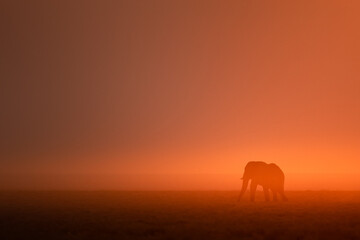 A lone bull desert elephant walks an open plain in front of a glowing setting sun, Etosha National...