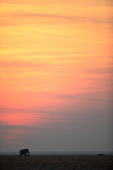 A lone bull desert elephant walks an open plain in front of a glowing setting sun, Etosha National Park.