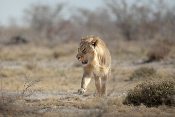 A young male lion patrols its territory in the dusty and arid, Etosha National Park.