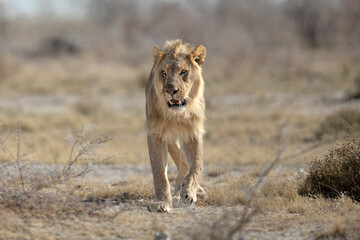 A young male lion patrols its territory in the dusty and arid, Etosha National Park.