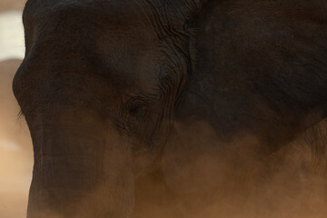 A close up profile of a desert Elephant bathing in the dust.
