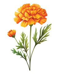 Marigold Flower, Watercolor Vector Illustration, Hand-drawn