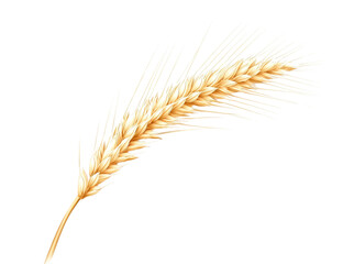 Obraz premium Single golden wheat stalk isolated on transparent background, close-up view, showing detailed texture and ripe grains.